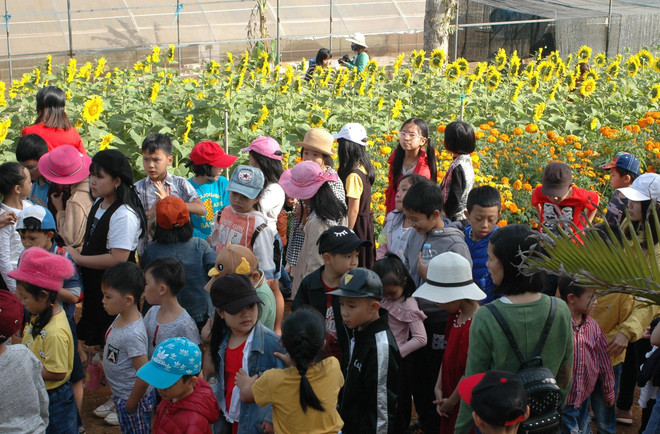 Vườn hoa hướng dương rực rỡ ở phố núi Pleiku hút khách tham quan ảnh 2
