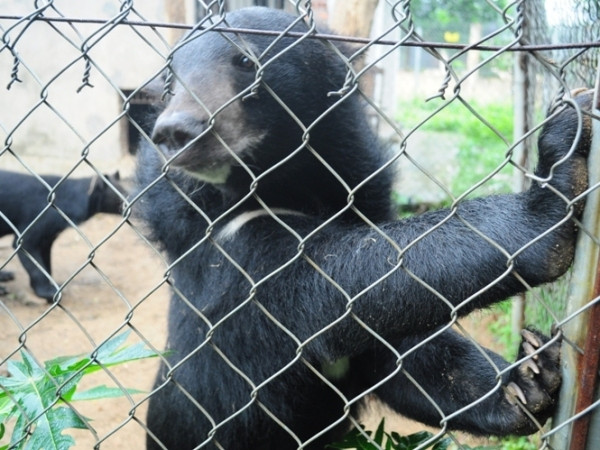 Sao Việt lên tiếng “ủng hộ” chấm dứt nạn nuôi nhốt gấu ảnh 2
