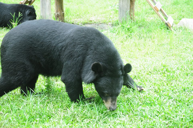 Sao Việt lên tiếng “ủng hộ” chấm dứt nạn nuôi nhốt gấu ảnh 3