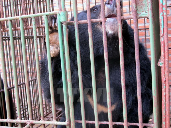 Quảng Ninh: Gấu nuôi chết do sắp hết vòng đời và suy dinh dưỡng ảnh 1