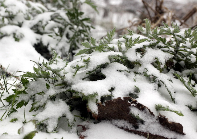 Nhiều nơi ở Yên Bái xuất hiện tuyết rơi, nhiệt độ dưới 6 độ C ảnh 1