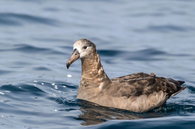 Hiệp hội Điểu học Mỹ thay tên một số loài chim gây tranh cãi ảnh 3
