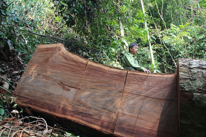 Bài 2: Vì lợi nhuận trước mắt, người dân “hóa” lâm tặc… phá rừng ảnh 2