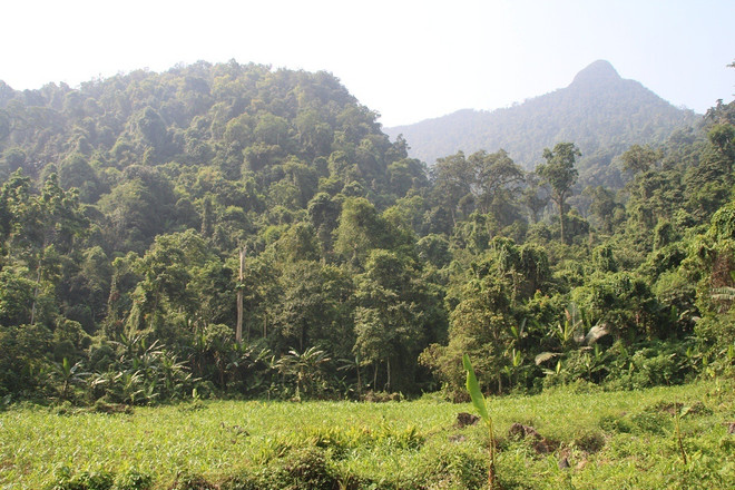 [Photo] Rừng nghiến cổ thụ bị "xẻ thịt" không thương tiếc ở Hà Giang ảnh 21