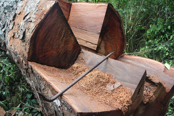 [Photo] Rừng nghiến cổ thụ bị "xẻ thịt" không thương tiếc ở Hà Giang ảnh 4