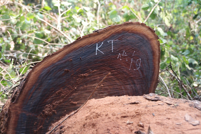 [Photo] Rừng nghiến cổ thụ bị "xẻ thịt" không thương tiếc ở Hà Giang ảnh 10