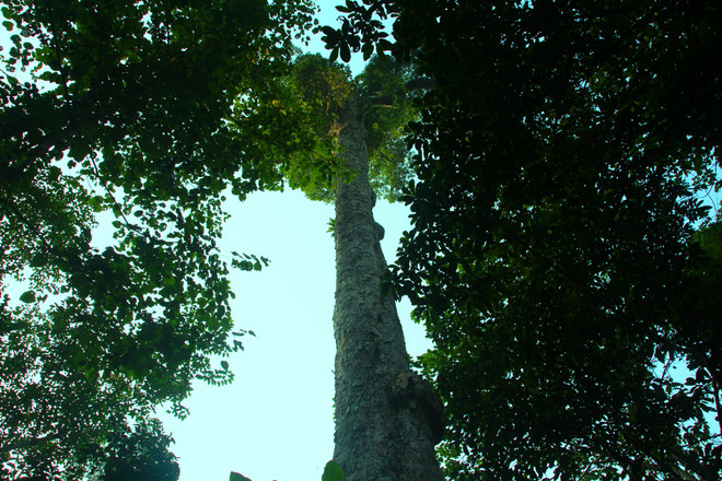 [Photo] Rừng nghiến cổ thụ bị "xẻ thịt" không thương tiếc ở Hà Giang ảnh 19