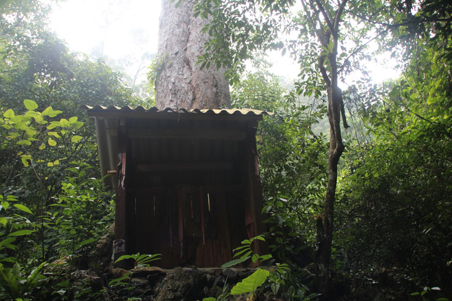 [Photo] Rừng nghiến cổ thụ bị "xẻ thịt" không thương tiếc ở Hà Giang ảnh 20