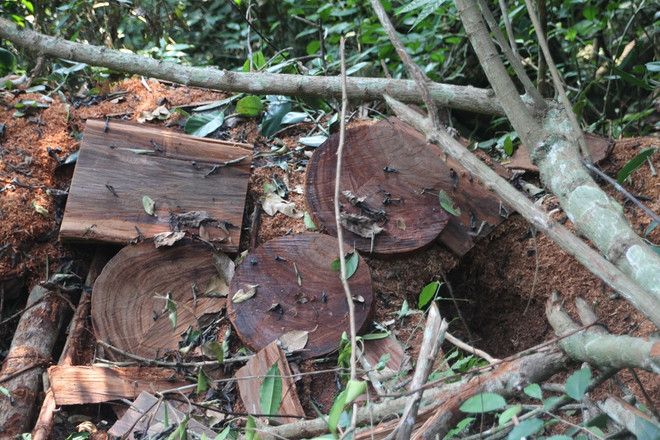 [Photo] Rừng nghiến cổ thụ bị "xẻ thịt" không thương tiếc ở Hà Giang ảnh 7