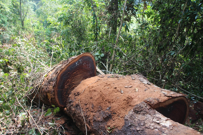 [Photo] Rừng nghiến cổ thụ bị "xẻ thịt" không thương tiếc ở Hà Giang ảnh 18