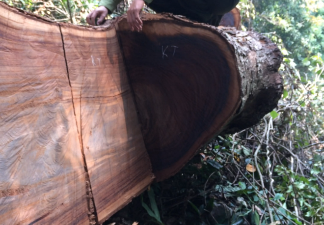 [Photo] Rừng nghiến cổ thụ bị "xẻ thịt" không thương tiếc ở Hà Giang ảnh 6