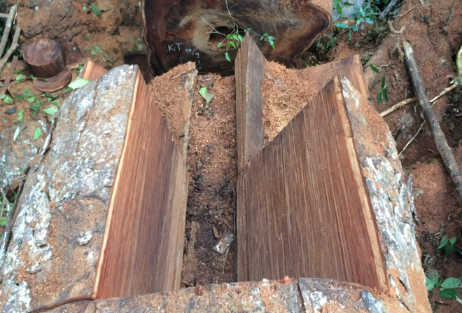 [Photo] Rừng nghiến cổ thụ bị "xẻ thịt" không thương tiếc ở Hà Giang ảnh 8