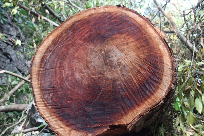 [Photo] Rừng nghiến cổ thụ bị "xẻ thịt" không thương tiếc ở Hà Giang ảnh 2