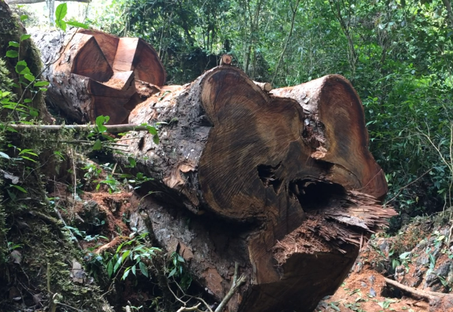 [Photo] Rừng nghiến cổ thụ bị "xẻ thịt" không thương tiếc ở Hà Giang ảnh 17