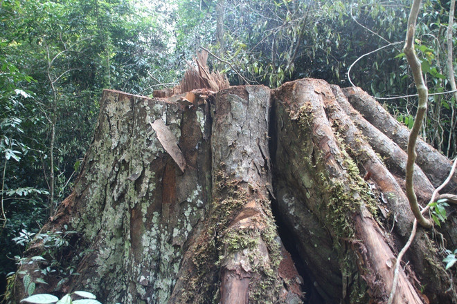 [Photo] Rừng nghiến cổ thụ bị "xẻ thịt" không thương tiếc ở Hà Giang ảnh 3