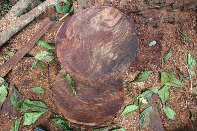 [Photo] Rừng nghiến cổ thụ bị "xẻ thịt" không thương tiếc ở Hà Giang ảnh 12