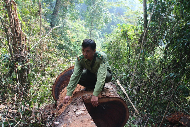 [Photo] Rừng nghiến cổ thụ bị "xẻ thịt" không thương tiếc ở Hà Giang ảnh 9