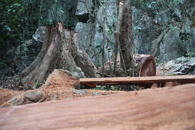 [Photo] Rừng nghiến cổ thụ bị "xẻ thịt" không thương tiếc ở Hà Giang ảnh 11