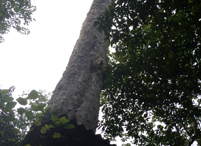 Bài 3: Tiếp cận sức dân để cứu rừng nghiến cổ thụ Hà Giang ảnh 3