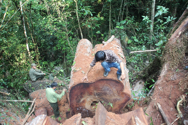 Xâm nhập vùng gỗ nghiến cổ thụ bị lâm tặc "xẻ thịt" ở tỉnh Hà Giang ảnh 1