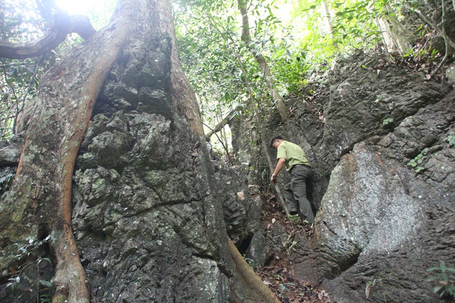 [Photo] Rừng nghiến cổ thụ bị "xẻ thịt" không thương tiếc ở Hà Giang ảnh 22
