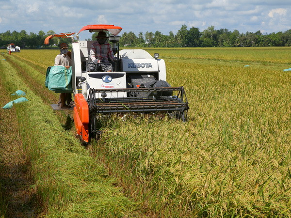 Kiên Giang: Nông dân mừng vì được giá lúa và tôm sú nguyên liệu ảnh 1