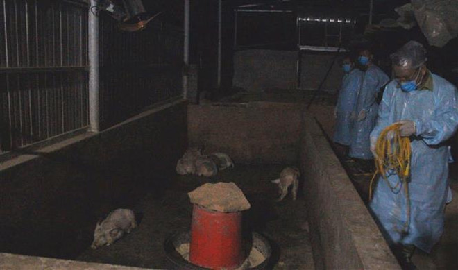 Địa phương thứ 6 ở Nghệ An xuất hiện dịch tả lợn châu Phi ảnh 1