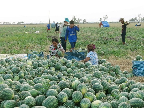 Đa dạng các giải pháp hỗ trợ nông dân tiêu thụ dưa hấu ảnh 1