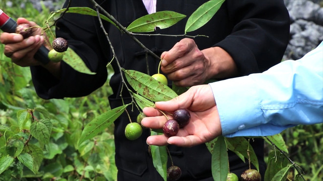 Vụ ngộ độc quả hồng châu: Một trẻ tử vong, 3 trẻ phải chuyển viện ảnh 3