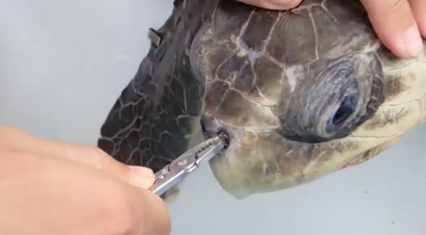 Rớt nước mắt cảnh lấy mẩu nhựa "hóa đá" trong mũi chú rùa ảnh 1