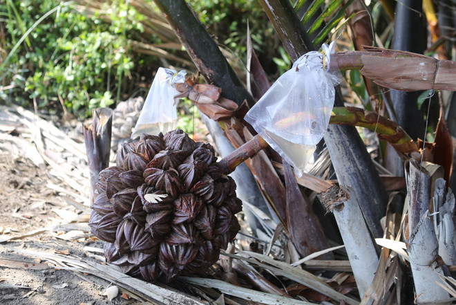 Chàng kỹ sư 'đi thật xa để trở về' với giấc mơ mật dừa nước ảnh 2