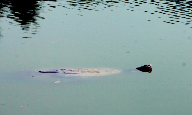 Xác Rùa Hồ Gươm sẽ được đưa vào Bảo tàng Thiên nhiên Việt Nam ảnh 1