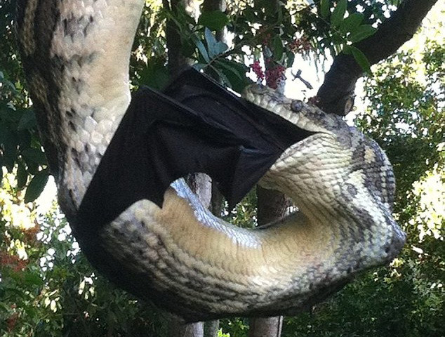 [Video] Con trăn khổng lồ nuốt chửng chú dơi tội nghiệp trên cây ảnh 1