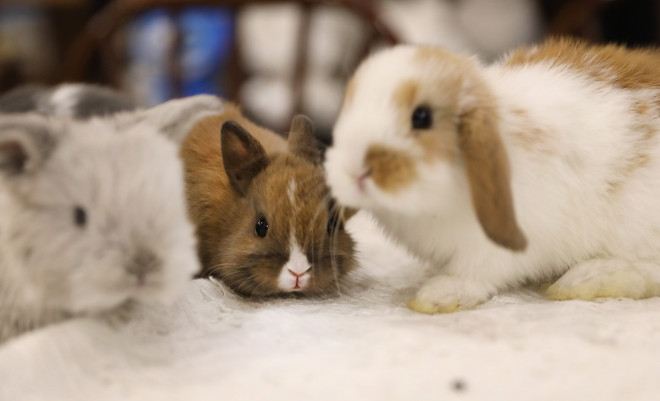 Những hình ảnh Thỏ phổ biến trong Tết Nguyên đán 2023 ở Trung Quốc ảnh 1