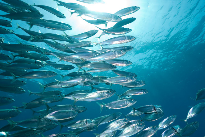 6 xu hướng thực phẩm có lợi cho sức khỏe trong năm 2023 ảnh 1