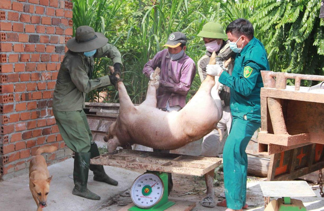 Dịch tả lợn châu Phi tiếp tục lây lan tại nhiều địa phương ảnh 1