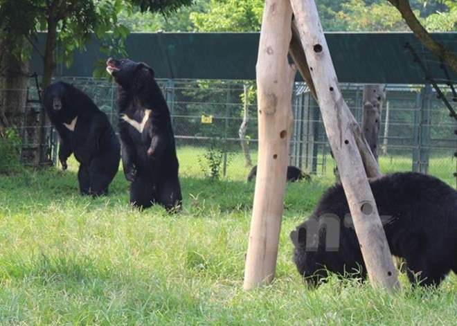 [Video] Ngắm khu nhà gấu đôi khổng lồ tại Vườn quốc gia Tam Đảo ảnh 1