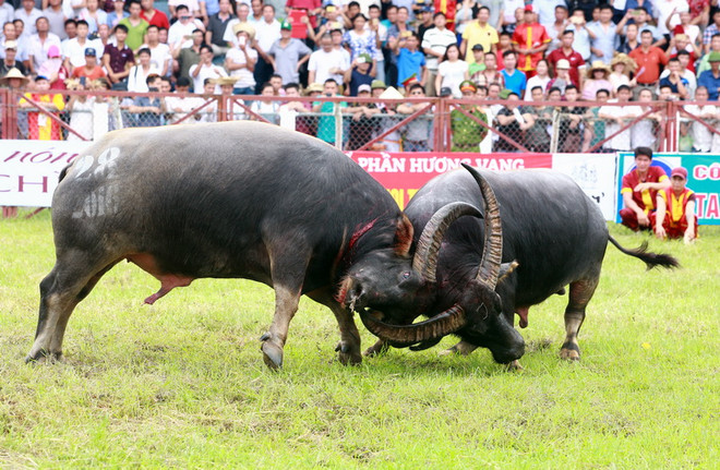 Lễ hội chọi trâu Đồ Sơn 2016 diễn ra đầy kịch tính, hấp dẫn ảnh 1