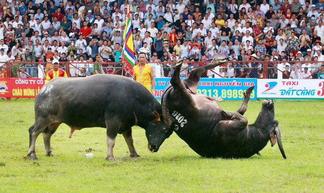 Lễ hội chọi trâu Đồ Sơn 2016 diễn ra đầy kịch tính, hấp dẫn ảnh 2
