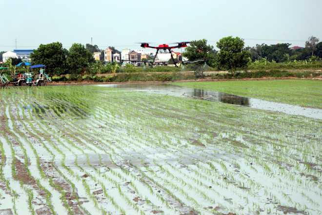 Trình diễn cấy máy và phun thuốc bằng máy bay không người lái ảnh 2