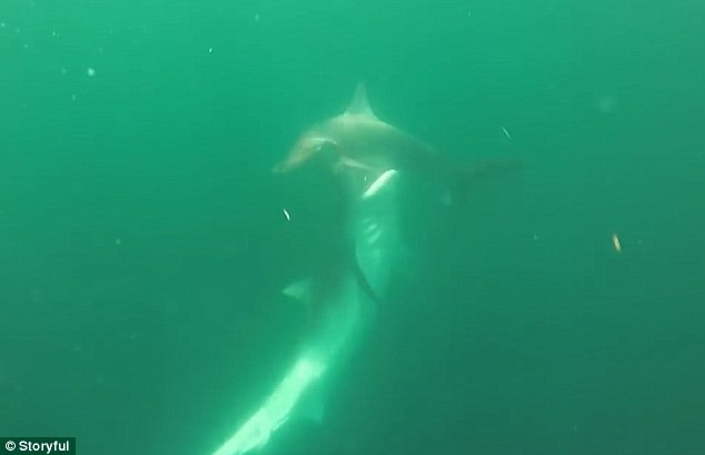 Cuộc chiến sinh tử giữa cá mập hổ khổng lồ và cá mập đầu búa ảnh 2