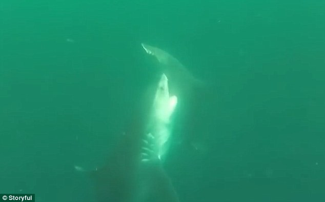 Cuộc chiến sinh tử giữa cá mập hổ khổng lồ và cá mập đầu búa ảnh 4