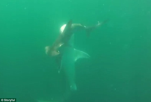 Cuộc chiến sinh tử giữa cá mập hổ khổng lồ và cá mập đầu búa ảnh 3