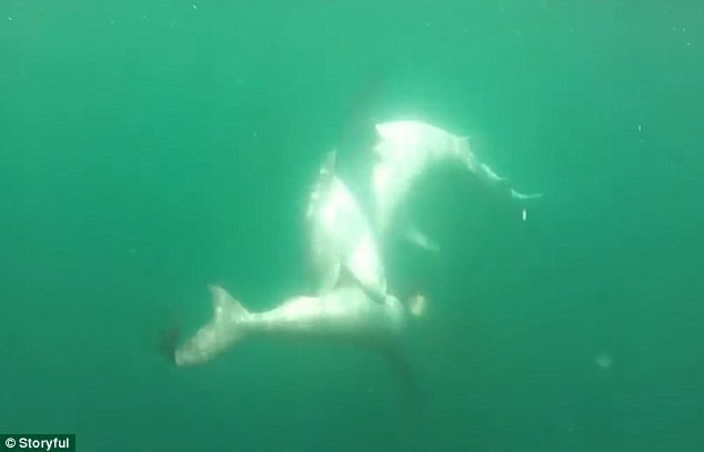 Cuộc chiến sinh tử giữa cá mập hổ khổng lồ và cá mập đầu búa ảnh 1