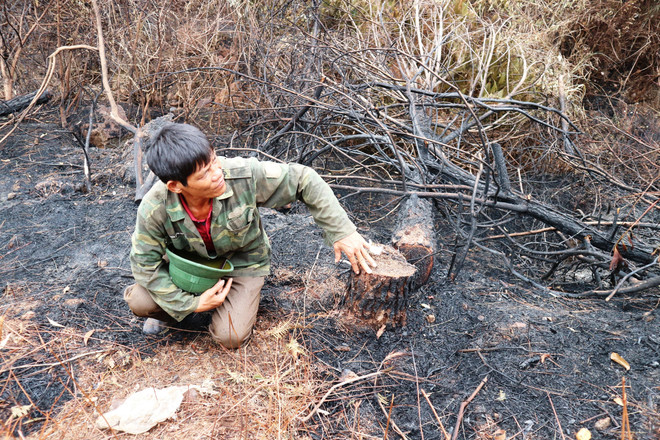 Chuyện về người hùng mở đường băng cản lửa chữa cháy rừng​ ảnh 1