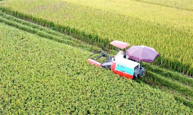 Hoạt động thu hoạch lúa mùa bằng máy gặt đập liên hợp tại huyện Bình Xuyên, Vĩnh Phúc. (Ảnh: Hoàng Hùng/TTXVN) Giá gạo Việt Nam gần như không tăng so với tuần trước ảnh 1