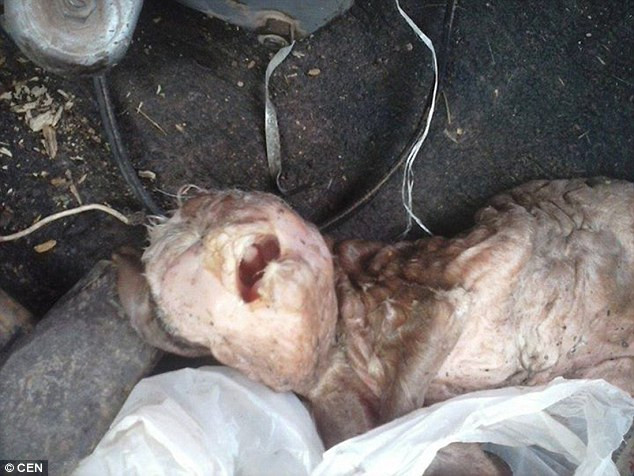 Bị chỉ trích vì đăng hình chú dê kỳ dị có khuôn mặt giống người ảnh 1