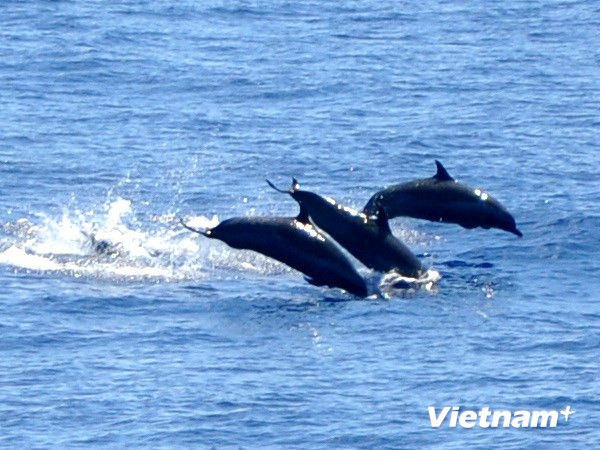 Cá heo điên cuồng "bao vây" và tấn công 5 người ở bãi biển ảnh 1