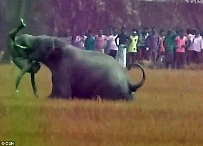 Rùng mình cảnh bầy voi “phát điên,” giết chết 4 người ở Ấn Độ ảnh 1