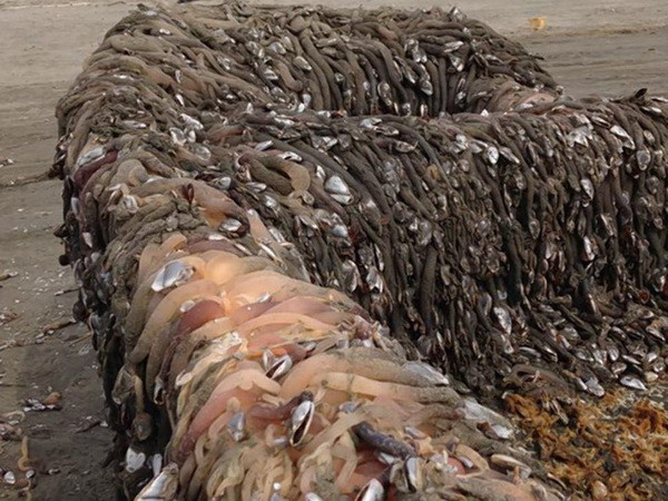 Hãi hùng với con tàu bí ẩn trôi dạt vào bờ biển nước Mỹ ảnh 2